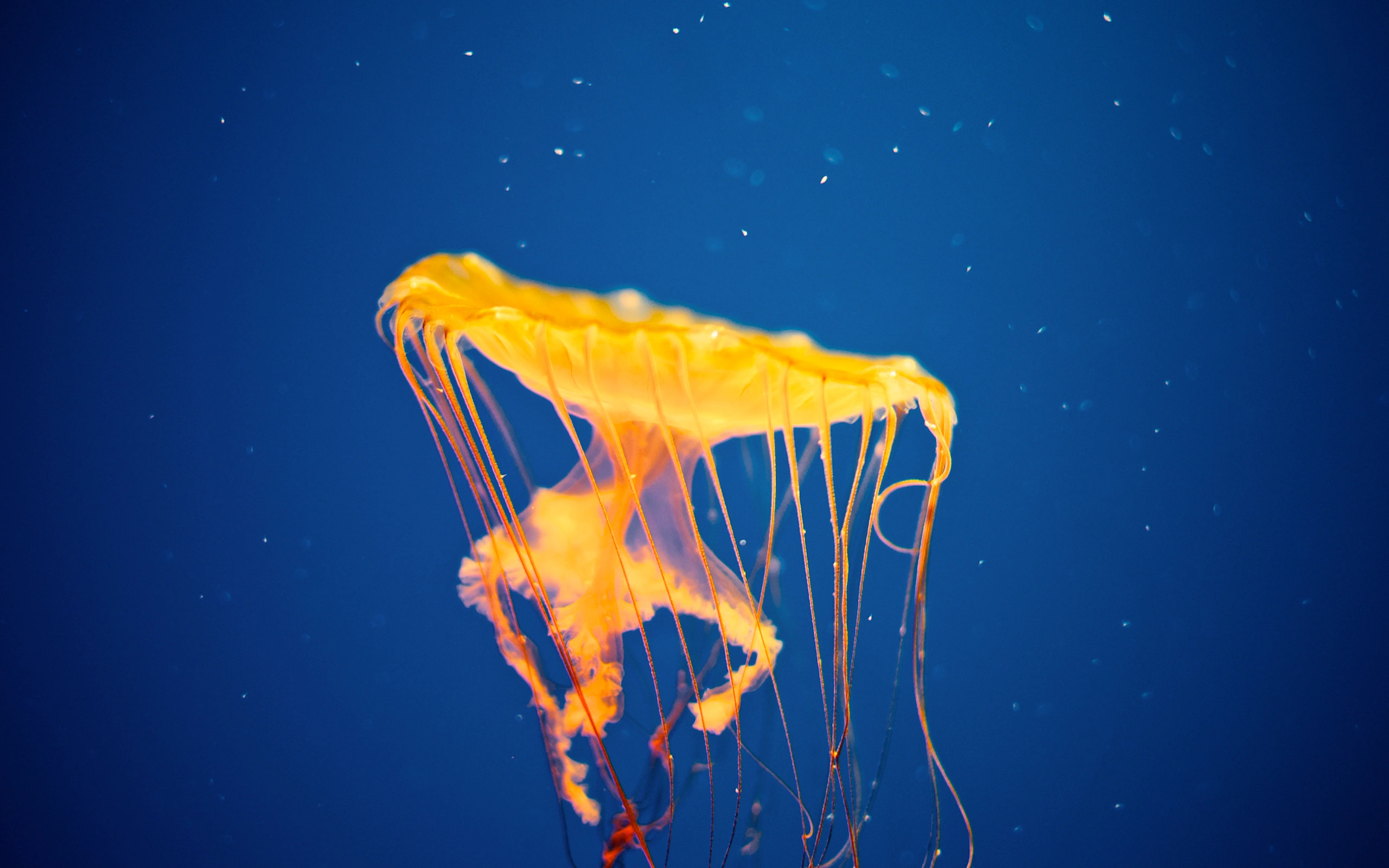 Jellyfish National Aquarium3142711641